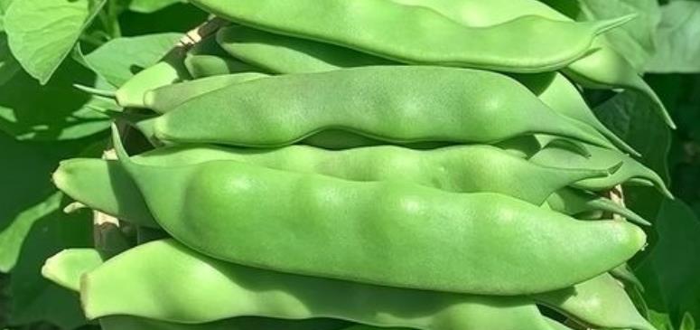 蚂蚁新村10月27日：“九月青豆角”被称为菜豆中的极品，它产自？