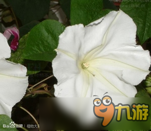 植物大战僵尸2植物原型是什么 植物原型盘点