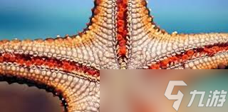 哪种海洋生物属于棘皮动物